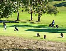Melbourne Golf Courses
