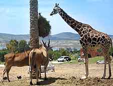 Photo of African animals at the Africam Safari