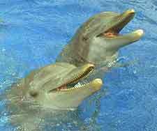 Photo of dolphins at Delfines Paradise