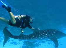 Photograph of scuba diver with whale shark