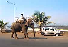Picture of elephant vs car