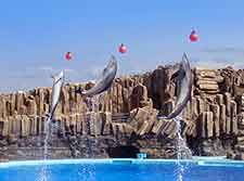 Photo of dolphins at the Port of Nagoya Public Aquarium