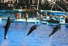 Picture of leaping dolphins at the aquarium
