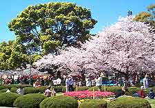 Nagoya Parks and Gardens: Picture of cherry blossoms in the city centre
