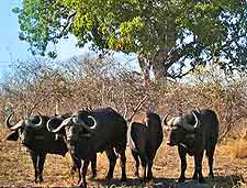 Mudumu National Park photograph, showing group of buffalo