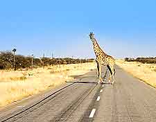 Image showing giraffe on park road