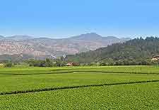 Scenic vineyard view