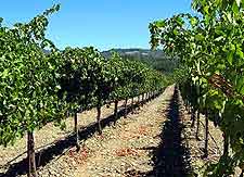 Napa Valley Vineyards and Wineries: Summer view of the ripening grape vines