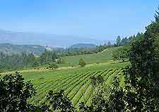 Napa Valley Vineyards and Wineries: Scenic vineyard photo