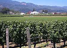 Napa Valley Vineyards and Wineries: Picture of grape vines enjoying the Californian sun