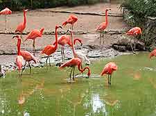 Image of flamingos at the Ardastra Gardens and Zoo, Chippingham Road, Nassau