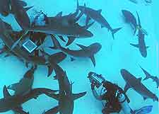 Photo showing scuba divers in Nassau, diving with a large group of sharks
