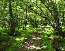 View of woodland pathway in the sunshine