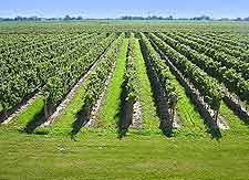 Image showing local vineyard in the summer