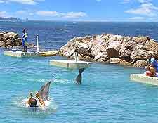 Picture of the Dolphin Cove attraction