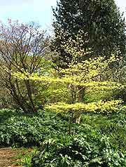 Mature trees in Penzance's Trewidden Garden