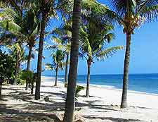 Beachfront photo of tropical palm trees