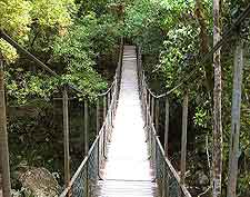 Picture of bridge at the Mossman Gorge