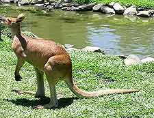 Picture of kangaroo at the Rainforest Habitat Wildlife Sanctuary