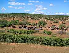 Alexandria photo, showing the Greater Addo National Park