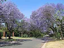 Picture of Jacaranda trees in flower
