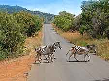 Picture of zebras crossing nearby road
