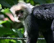 Photo of monkey at the Simon Bolivar Zoological Park