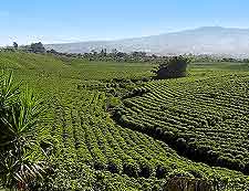 Coffee farm picture