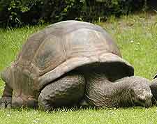 Photo of giant tortoise at Aldabra Atoll