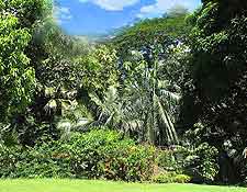 Image showing the lush tropical foliage at the Victoria Botanical Gardens attraction