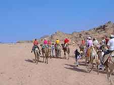 View of camel trekking