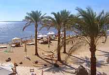 Coastal view of palm trees