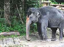Picture taken at Singapore Zoo, Mandai Lake Road