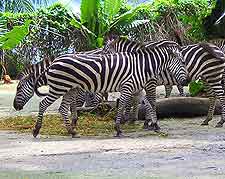 Further photo taken at the Singapore Zoo attraction, showing the resident zebras