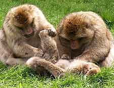 Close-up picture of the Barbary macaques at the Trentham Monkey Forest