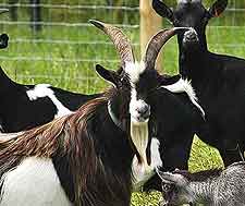 Picture of pygmy goats at the Down at the Farm attraction