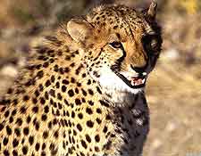 Photo of cheetah, taken at the Hlane Royal National Park at Simunye