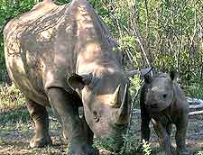 Photograph of black rhinos at the Mkhaya Game Reserve