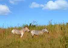 View of zebras at nature preserve