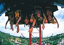 Sydney Attractions for Children
