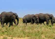Picture of elephants in the Serengeti National Park