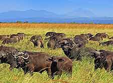 Mikumi National Park buffaloes