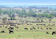 Picture of buffalos grazing on the plains of the Serengeti National Park, Tanzania, Africa