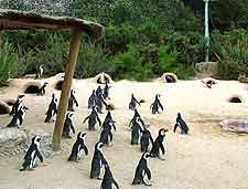 Picture of penguin group at Living Coasts