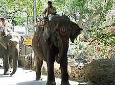 Photo of locals travelling by elephant