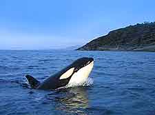 Photo of a Killer Whale (Orca)