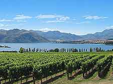 Photograph showing the Rippon Vineyard
