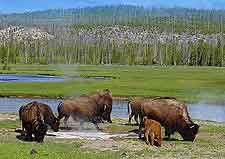 Picture of the park and its resident bison
