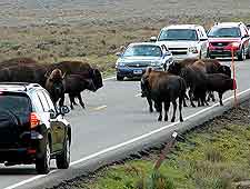 Picture showing local bison causing traffic problems