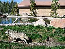 Outside view of the Grizzly and Wolf Discovery Center